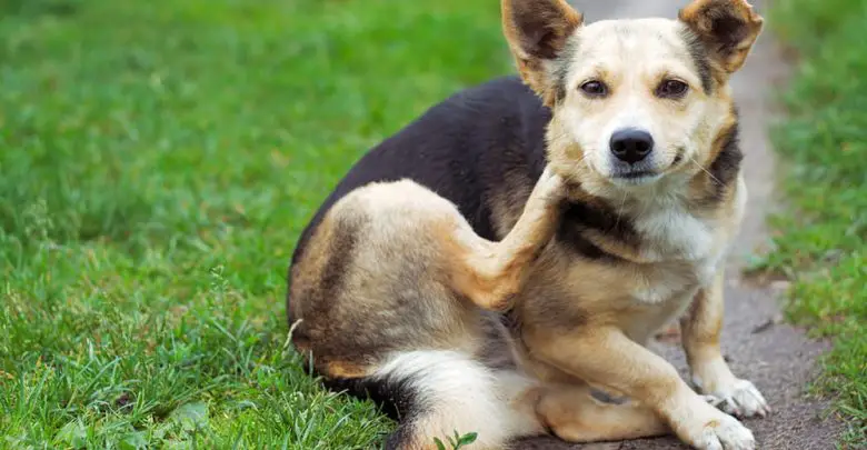 Dog owner examining male dog for signs of yeast infection, checking for redness, itching, and inflammation in affected areas